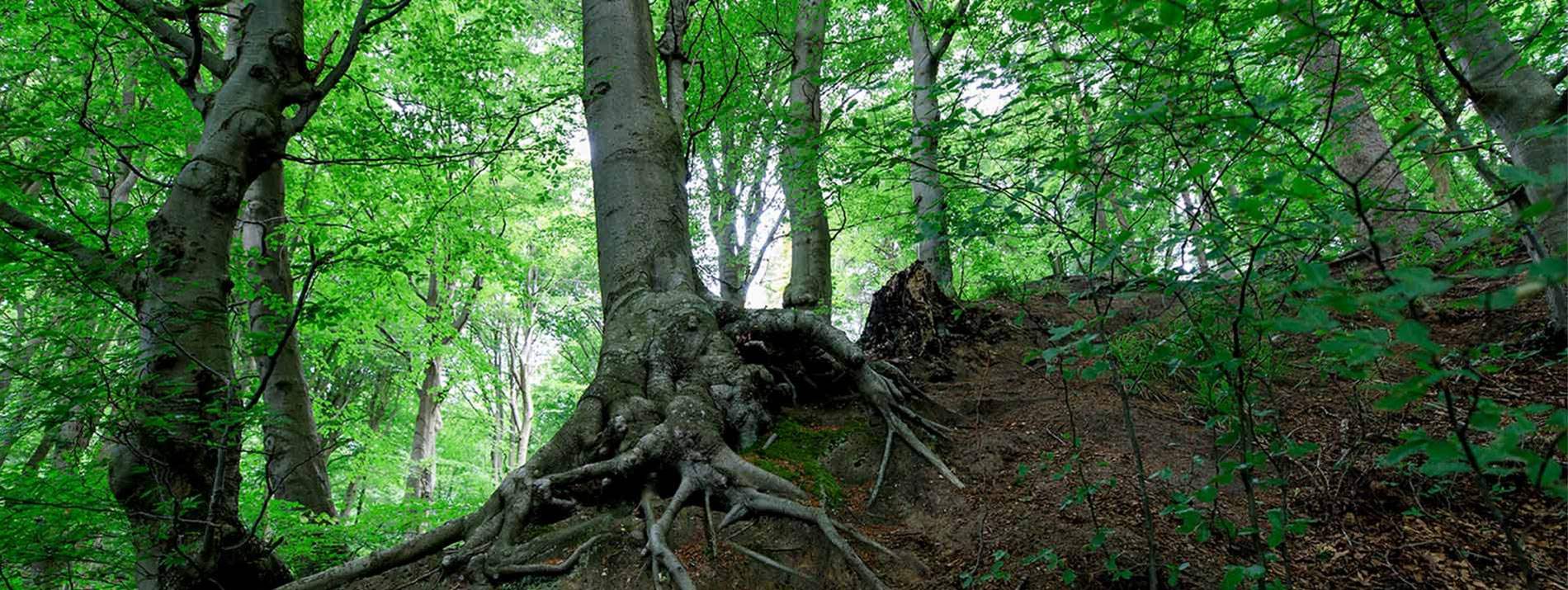 Dense forest with the forest floor in center.